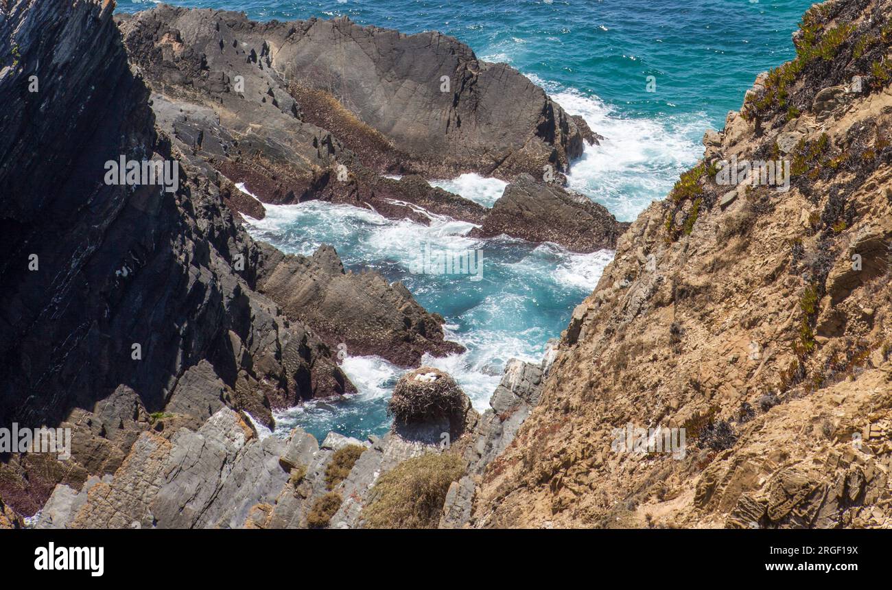 Nido di cicogne bianche posto sopra la cima della scogliera. Costa di Cabo Sardao, Ponta do Cavaleiro, Sao Teotonio, Portogallo Foto Stock