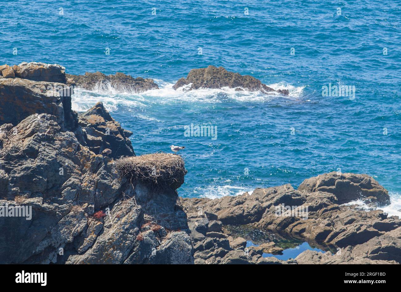 Nido di gabbiani posto sopra la cima della scogliera. Costa di Cabo Sardao, Ponta do Cavaleiro, Sao Teotonio, Portogallo Foto Stock