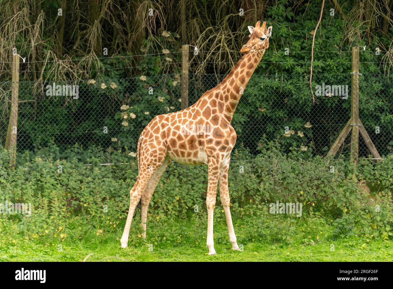Giraffa allo zoo di blackpool Foto Stock