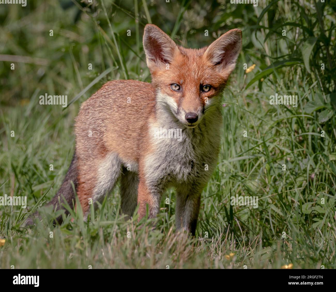 Una bella volpe in giro per il paese. Hampshire, Inghilterra: Le immagini GIOCOSE scattate nell'Hampshire mostrano due giovani volpi che giocano e prendono in giro ciascuno Foto Stock