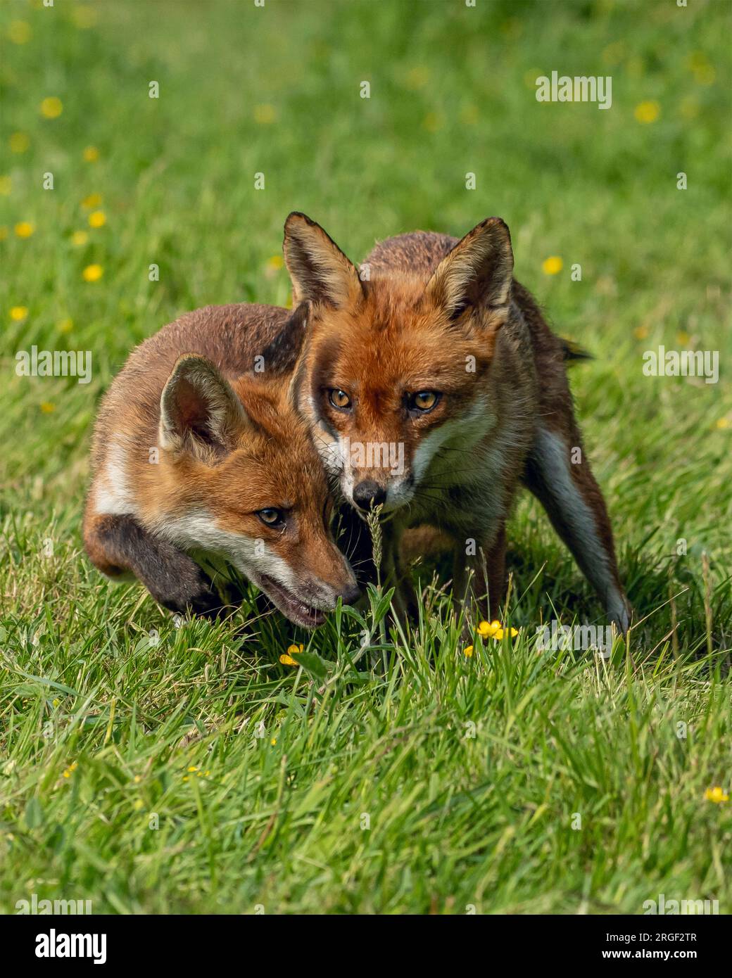 Allegri successi di volpe. Hampshire, Inghilterra: Le immagini GIOCOSE scattate nell'Hampshire mostrano due giovani volpi che giocano e prendono in giro l'una dall'altra Foto Stock