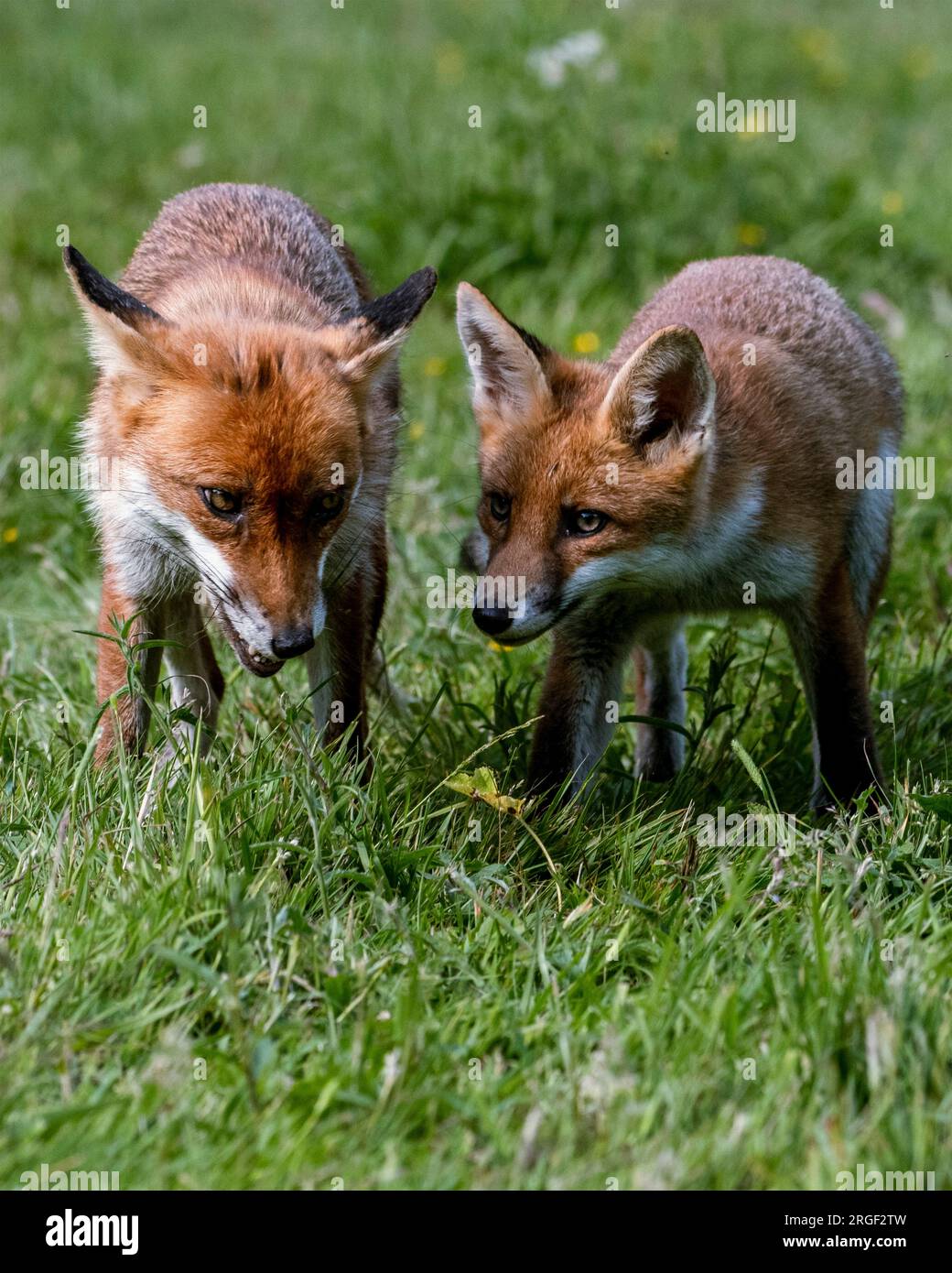 Gioco estivo per la volpe. Hampshire, Inghilterra: Le immagini GIOCOSE scattate nell'Hampshire mostrano due giovani volpi che giocano e prendono in giro una delle due Foto Stock