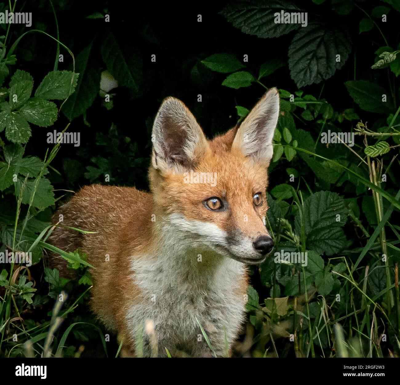 Un cucciolo giovane. Hampshire, Inghilterra: Le immagini GIOCOSE scattate nell'Hampshire mostrano due giovani volpi che giocano e prendono in giro una delle due immagini mostra una nau Foto Stock