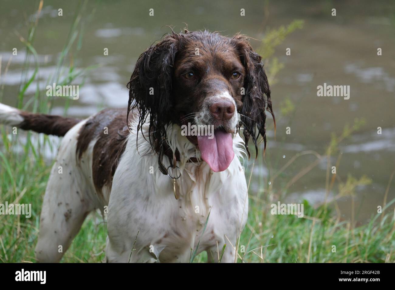 Chester lo Springer Spaniel nella splendida campagna dei cotswolds Foto Stock