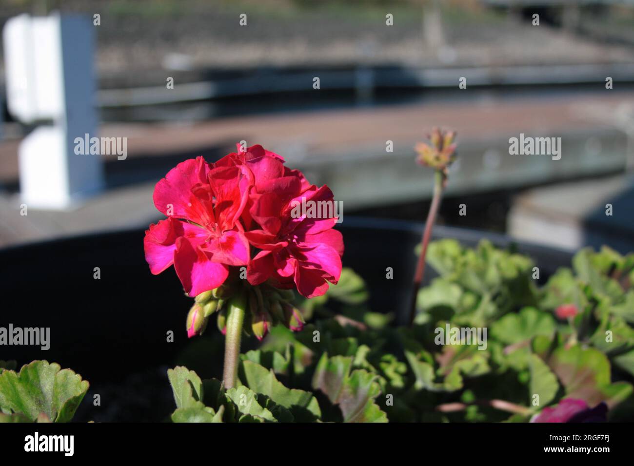 Primo piano di un fiore rosso preso a Port Ludlow, Washington Foto Stock