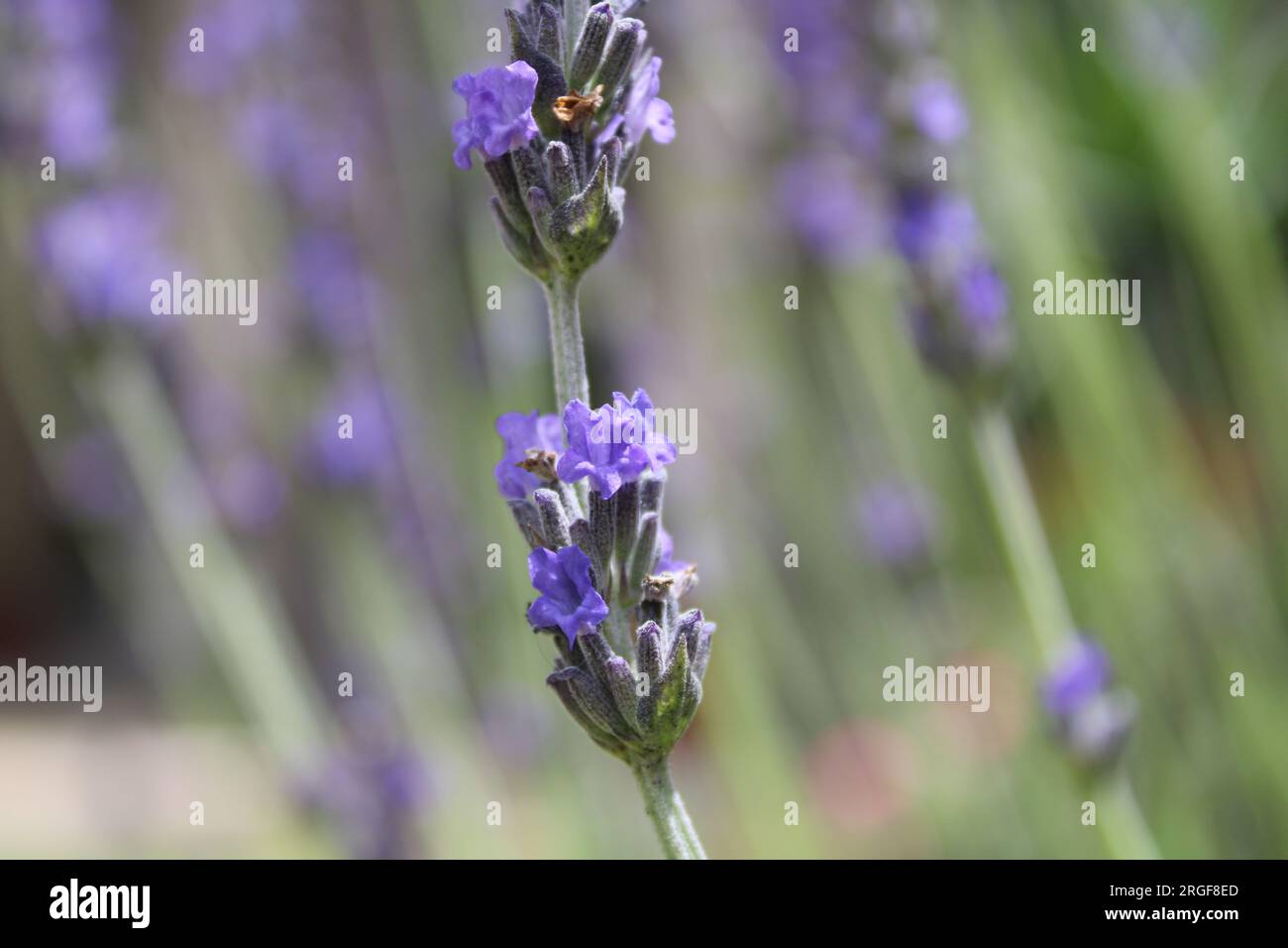 Cespuglio di lavanda Foto Stock