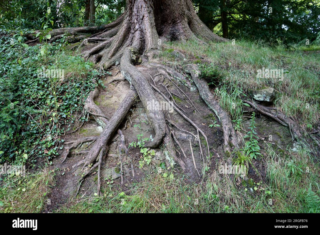 Radici di alberi esposte su una banca di terra nel Derbyshire, Regno Unito. Foto Stock