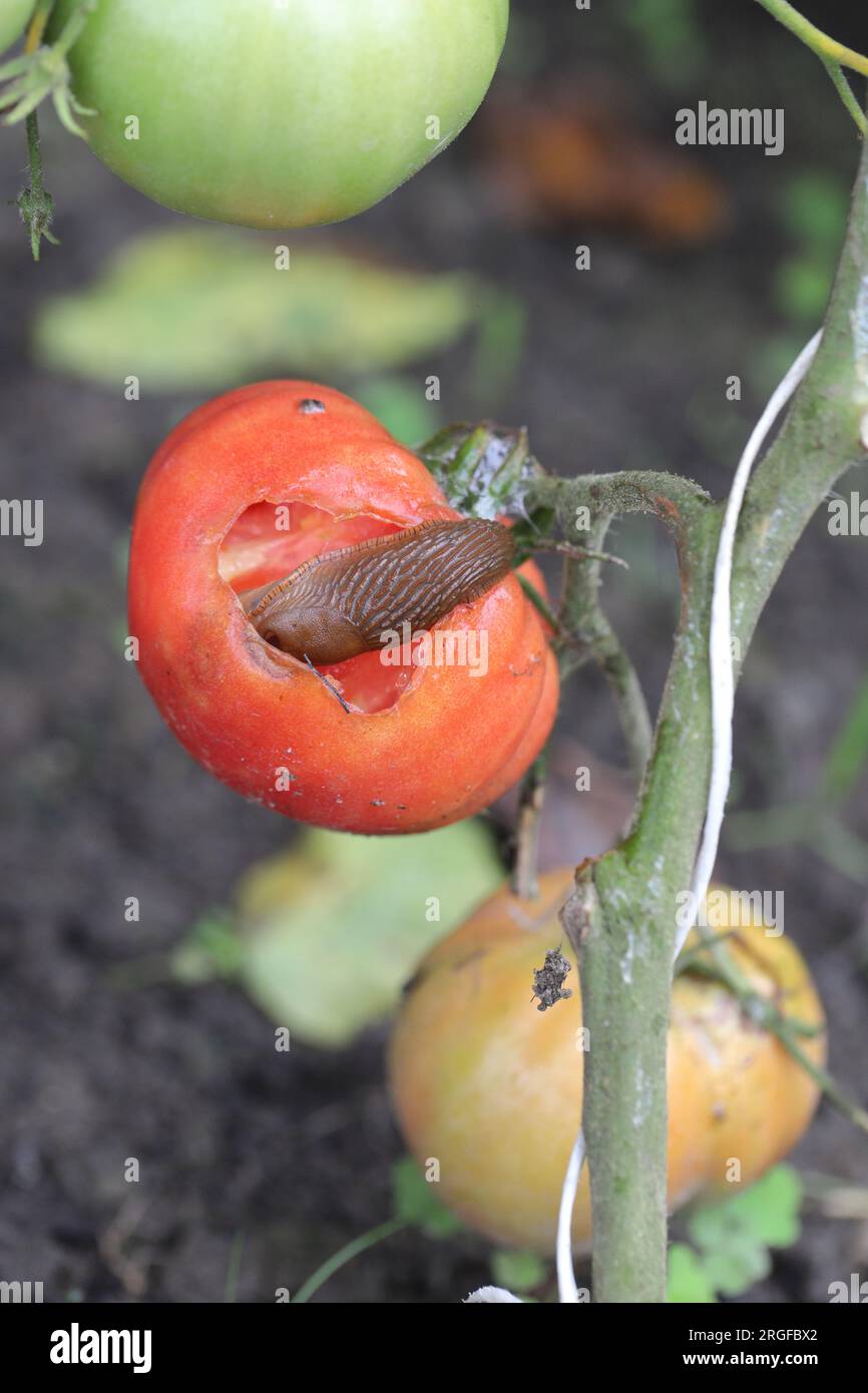 Una lumaca senza guscio, una lumaca (lumaca spagnola o lusitana, Arion lusitanicus) che mangia un pomodoro rosso in un giardino domestico. Foto Stock