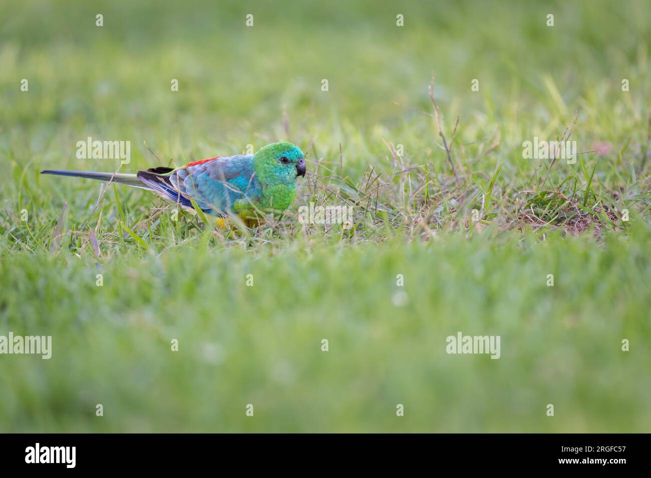 Un solo pappagallo di razza rossa che si alimenta attraverso un paddock verde e erboso fuori Dubbo, nel nuovo Galles del Sud, Australia. Foto Stock