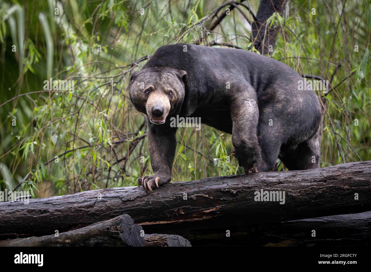 Un orso solitario (Helaarctos malaynus) sta camminando lungo un tronco della foresta guardando la telecamera mentre gira intorno Foto Stock