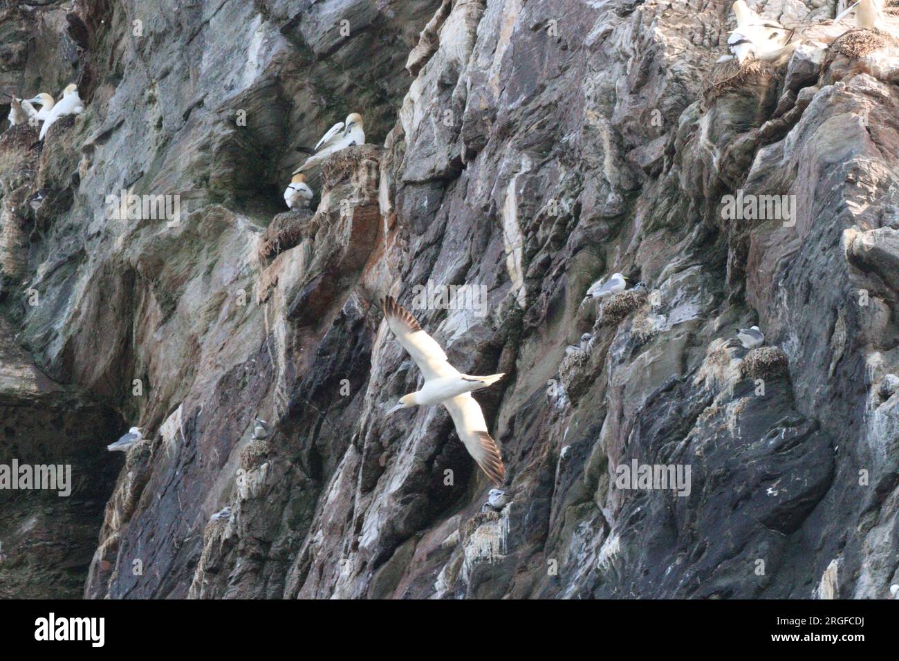 Gannet sulle scogliere a Troup Head Foto Stock