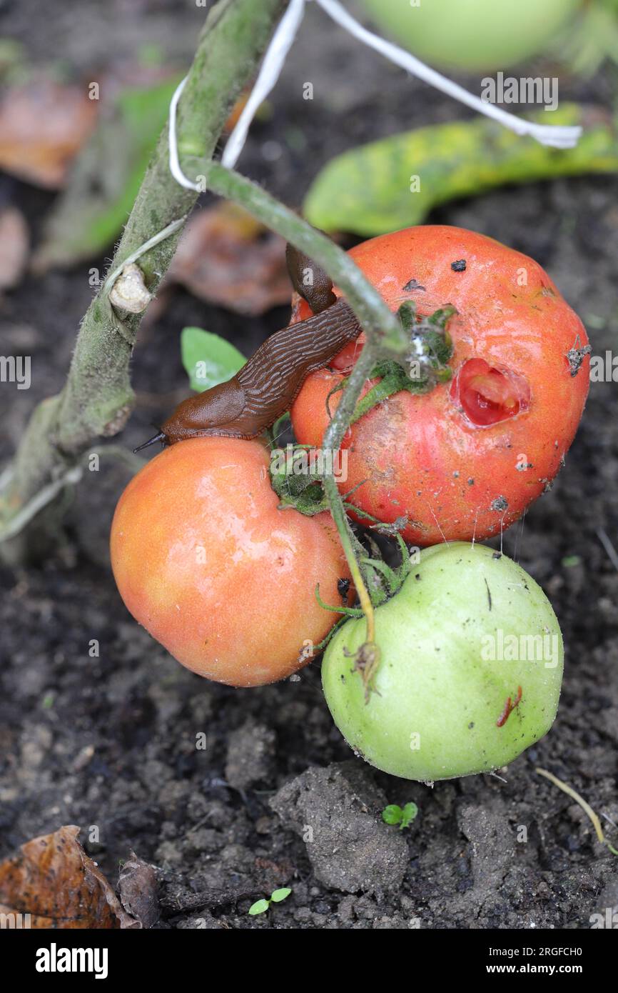 Una lumaca senza guscio, una lumaca (lumaca spagnola o lusitana, Arion lusitanicus) che mangia un pomodoro rosso in un giardino domestico. Foto Stock