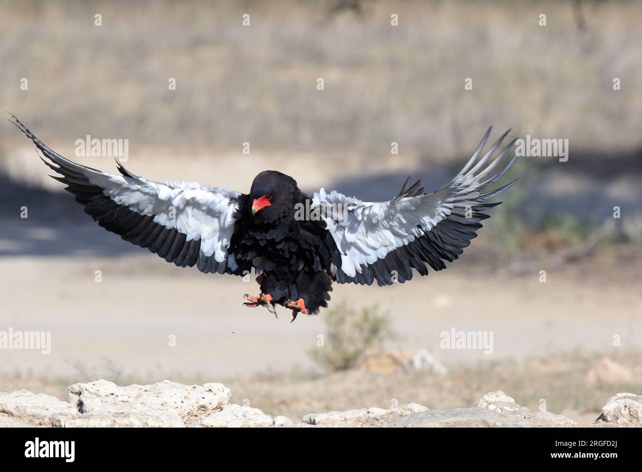 Il bateleur è un'aquila di medie dimensioni della famiglia degli Accipitridae. È spesso considerato un parente delle aquile serpenti. Foto Stock