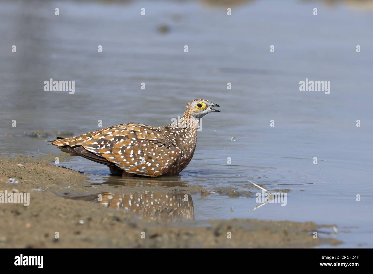 Il sandgrouse di Burchell è una specie di uccello della famiglia Pteroclidae. Si trova nelle regioni aride e semi-aride dell'Africa meridionale. Foto Stock
