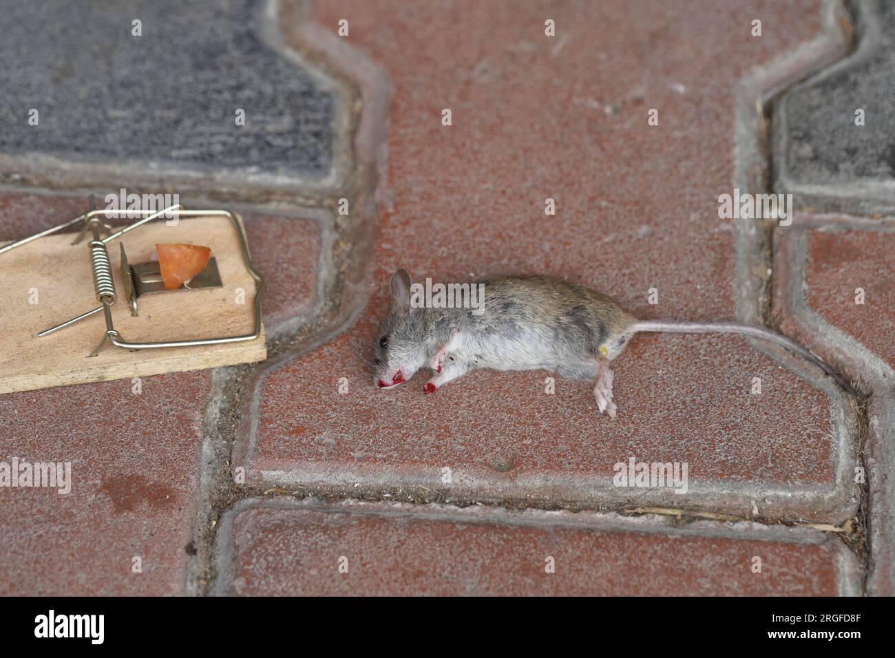 Topo morto intrappolato in una trappola in una casa, in un appartamento. Foto Stock