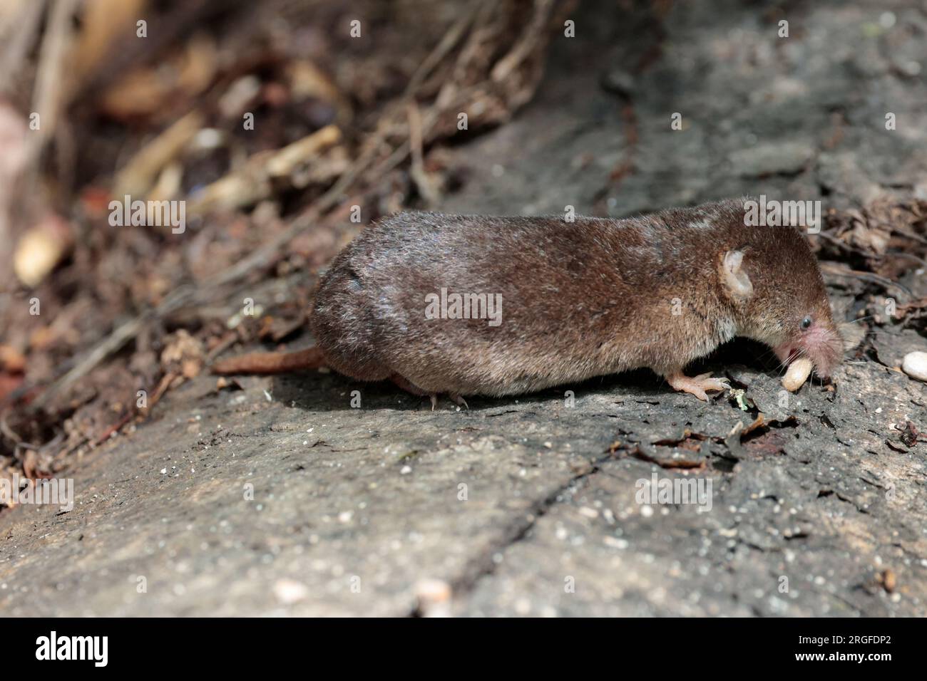 Il Sorex minutus, il più piccolo mammifero britannico, il muso lungo, la pelliccia bruno rossastra, sopra il pallido sotto le orecchie pallide e rugose, piedi rosa, baffi lunghi, zampe corte Foto Stock