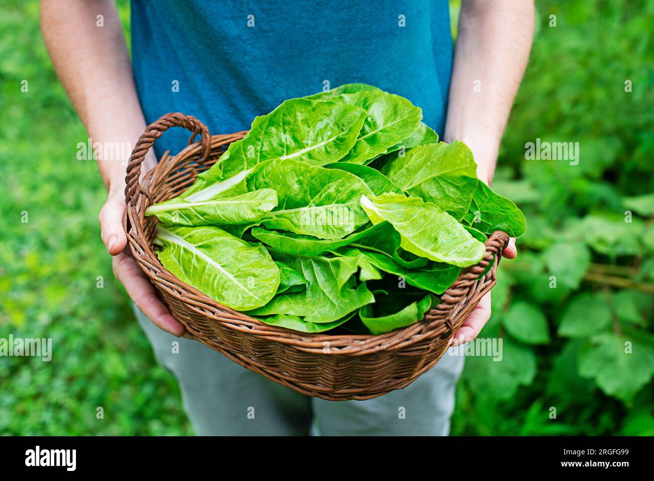 Donna che trasporta cesto con foglie di bietole appena raccolte in giardino. Bietola verde svizzera o barbabietola argentata pianta intera la lattuga a foglia commestibile Foto Stock