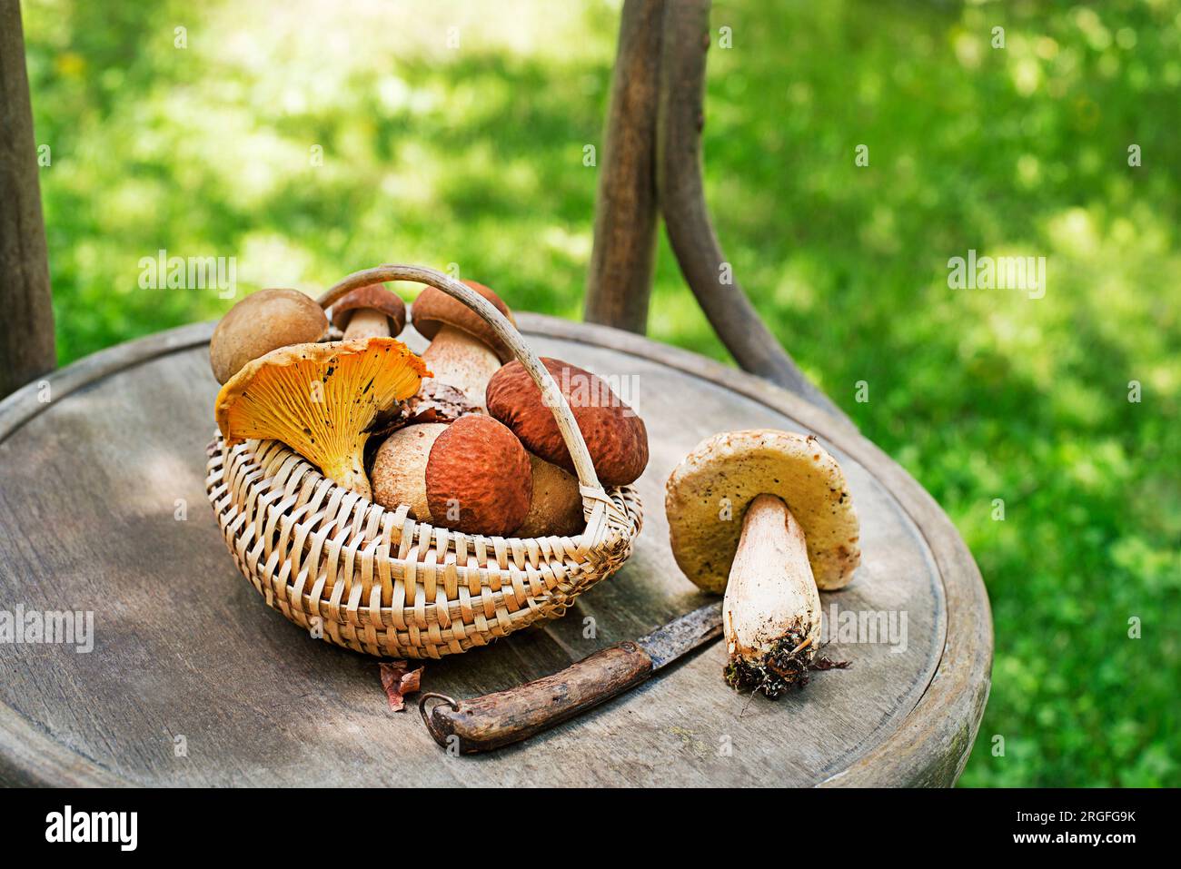 Sfondo Boletus Edulis con tappo marrone. Cestino con funghi porcini all'aperto nelle giornate di sole Foto Stock