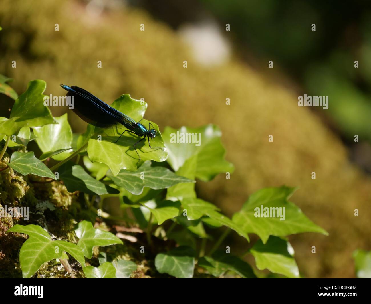 una damigella blu su foglia di edera vicino alle zone umide Foto Stock