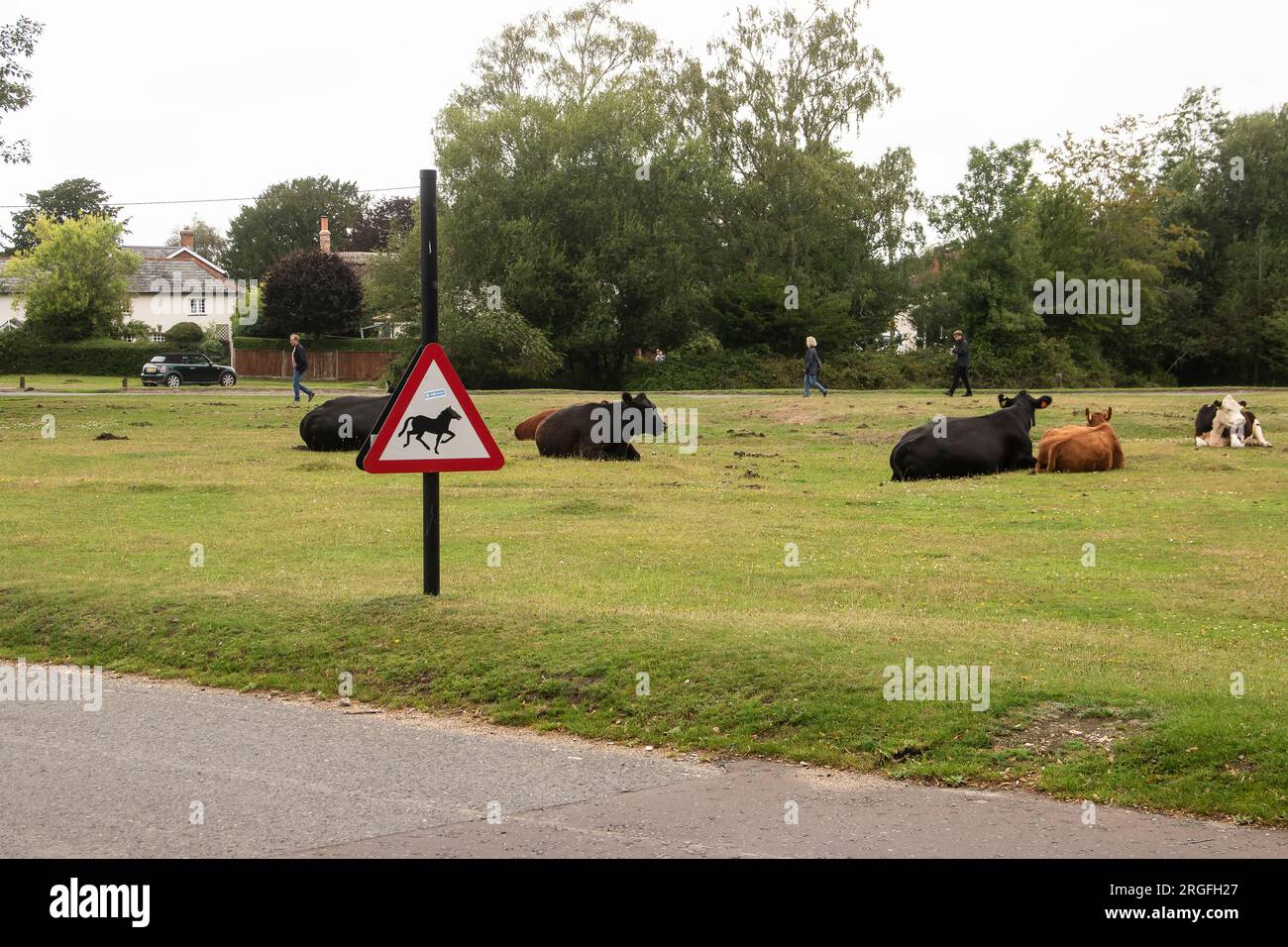 Mandria di mucche nella New Forest, Waters Green, Brockenhurst Foto Stock