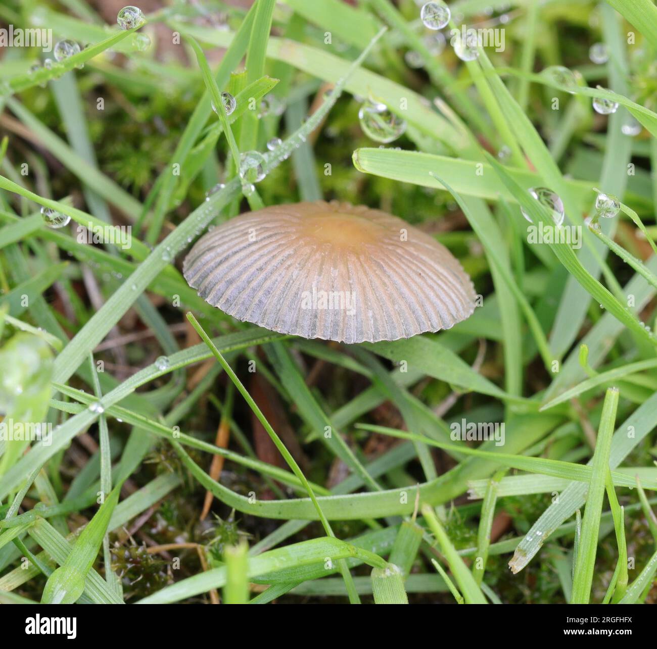 Cappuccio a pieghe per inchiostro - parabola plicatilis Foto Stock