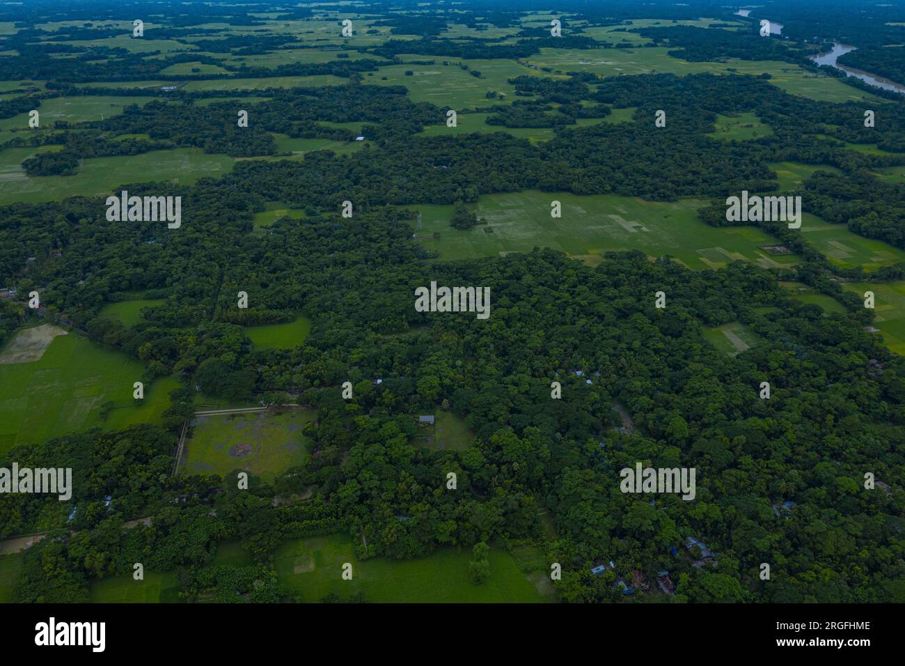 Verde piantagione circostante le case rurali del distretto di Jhalakathi in Bangladesh. Foto Stock