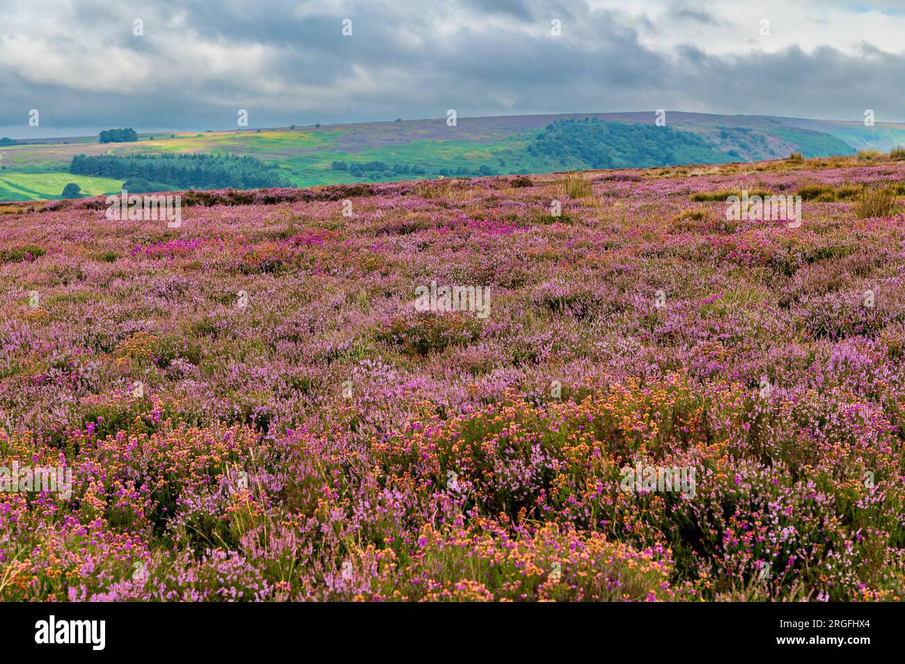 Mostra di heather sulle North York Moors in una nuvolosa mattinata di agosto Foto Stock