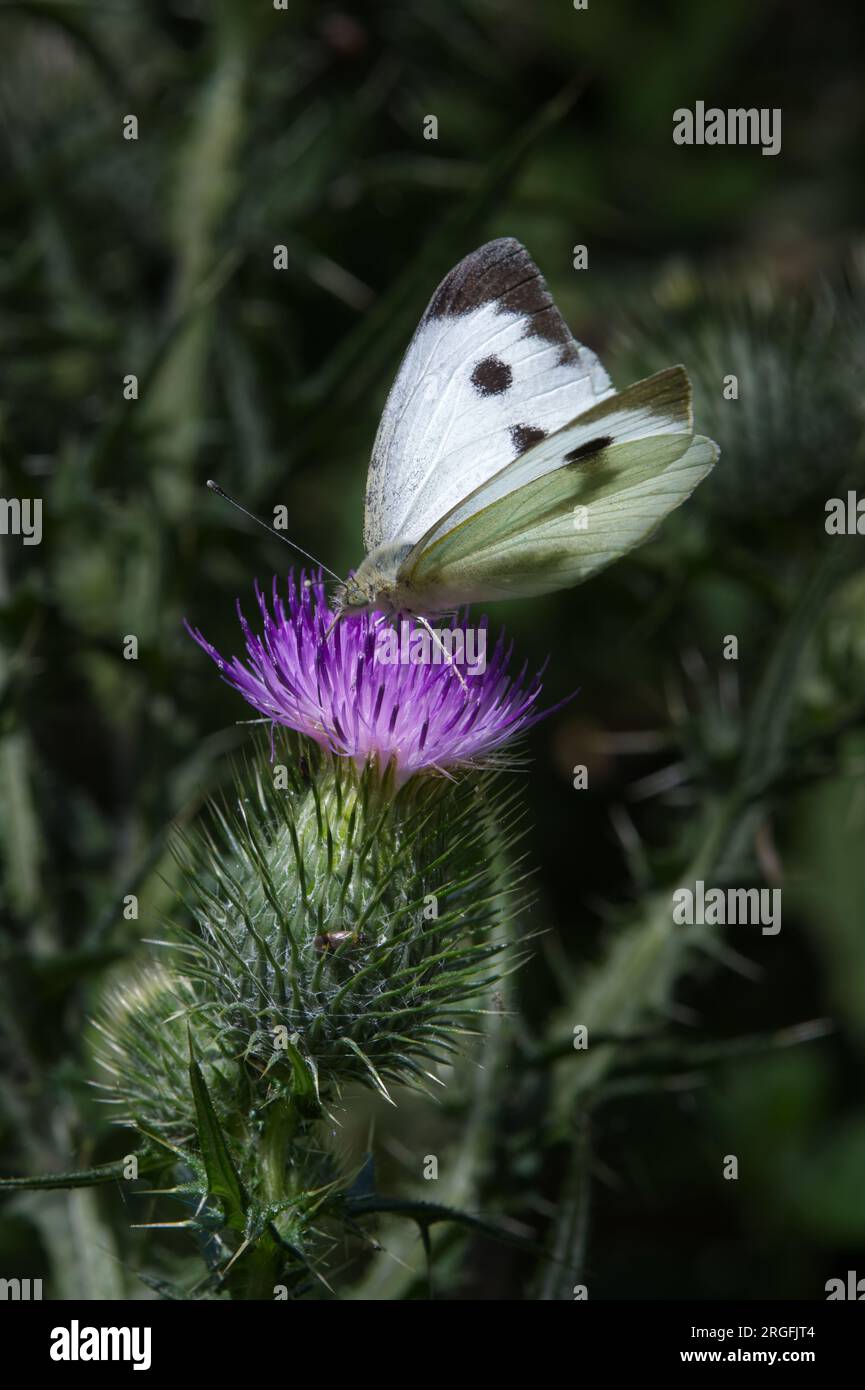 Grande farfalla bianca su un viola thistle Foto Stock