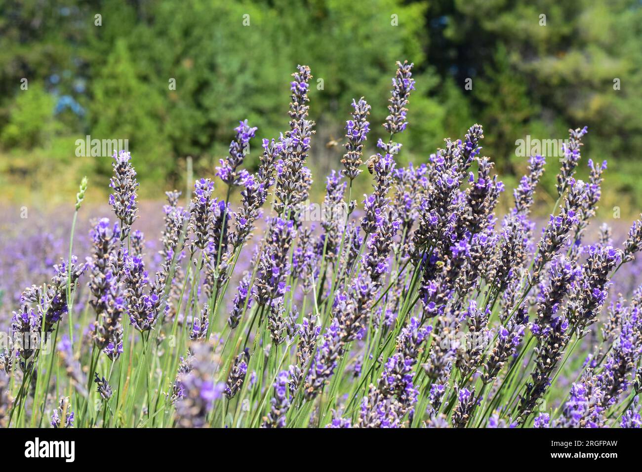 Campi di lavanda in Provenza, Francia Foto Stock