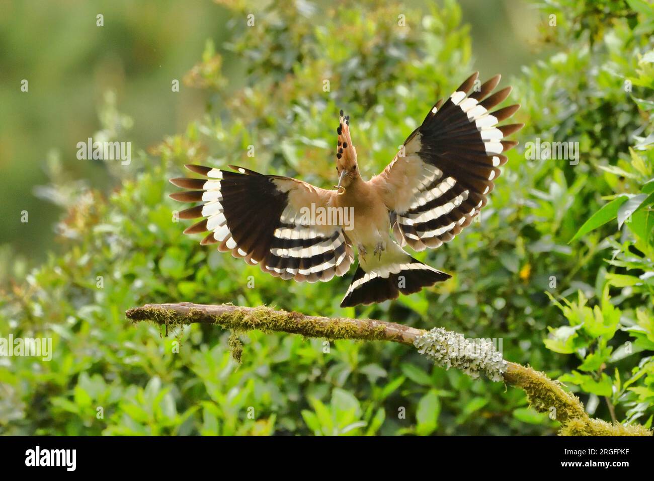 Hoopoe Upupa epops Upupidae in volo con cibo per pulcini l'Herault, Francia meridionale Foto Stock