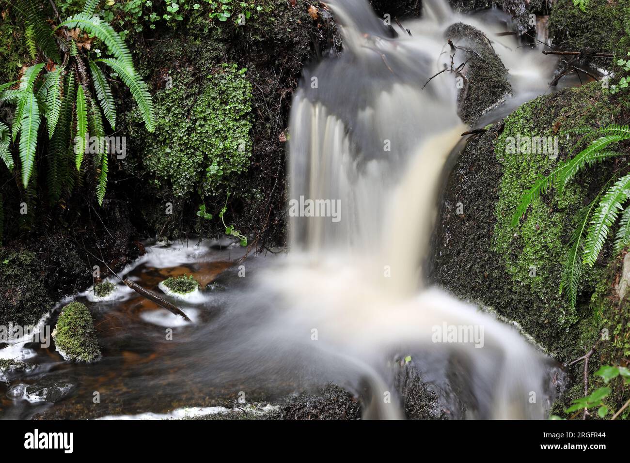 Piccola cascata in un bosco umido con felci Polypody (Polypodium vulgare) che crescono accanto, North Pennines, County Durham, Regno Unito Foto Stock