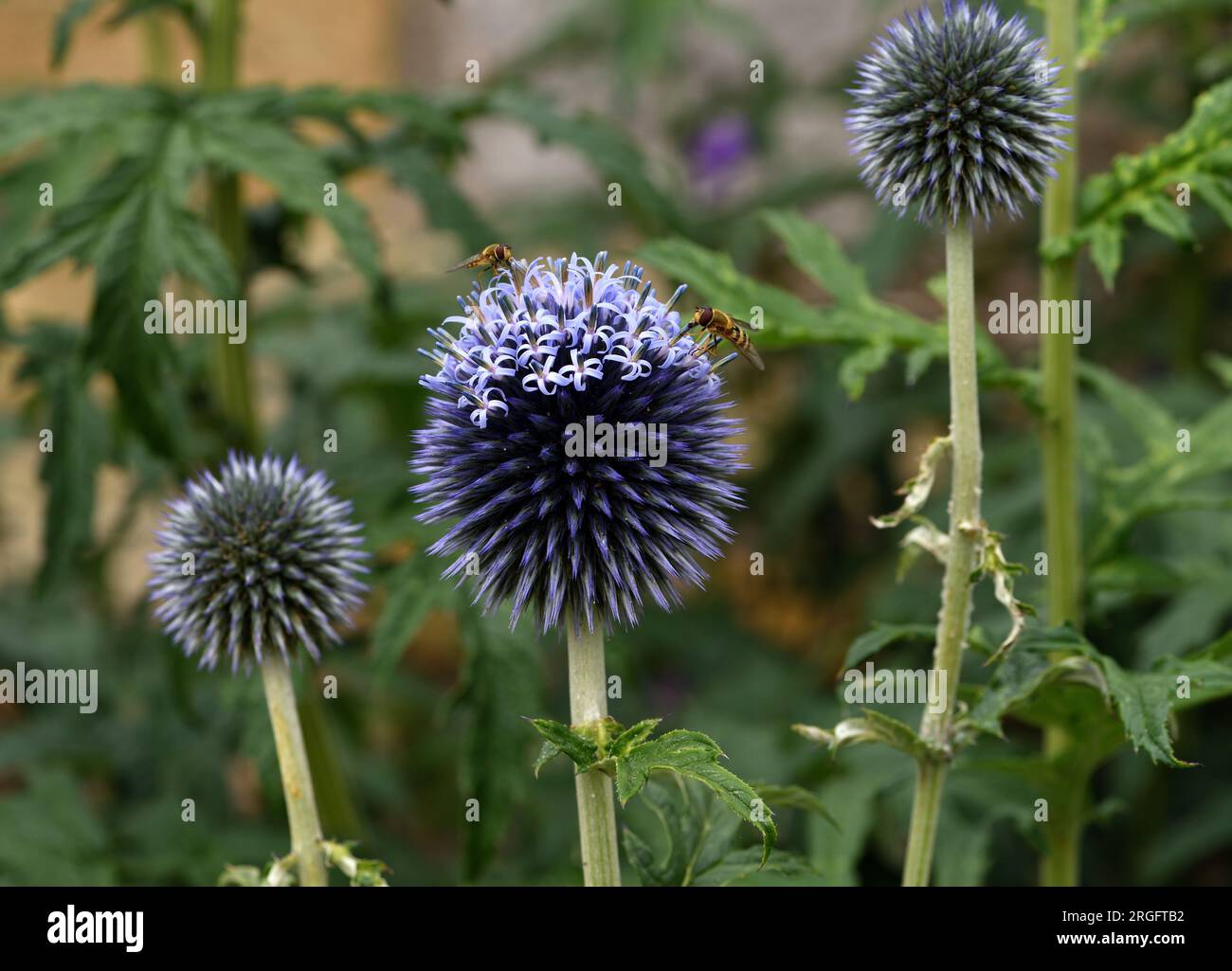 Un Echinops che inizia a fiorire attira mosche volanti. Foto Stock