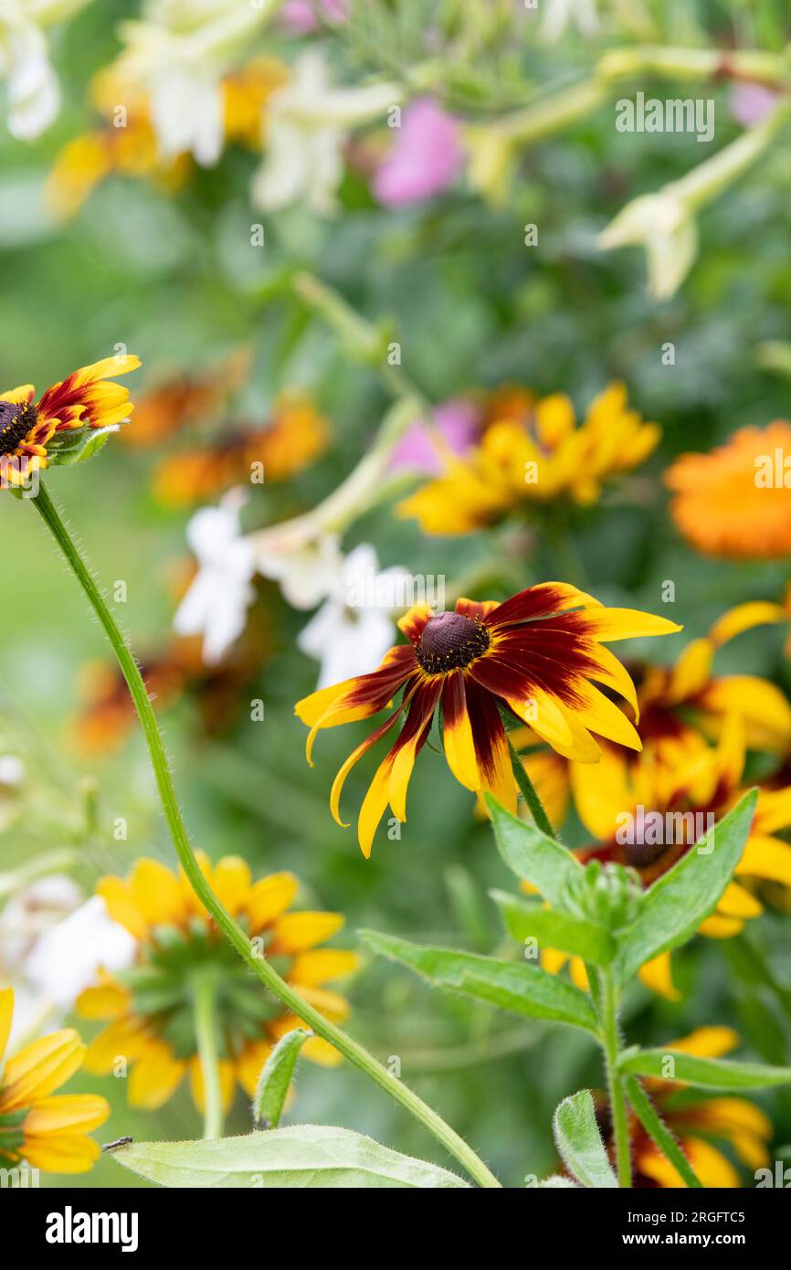 Rudbeckia. Coneflower in un giardino all'inglese. REGNO UNITO Foto Stock