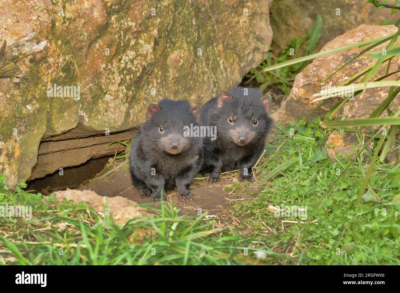 Diavolo della Tasmania, Sarcophilus harrisii, 2 giovani fuori dal den. Fotografato il nord della Tasmania, Australia Foto Stock