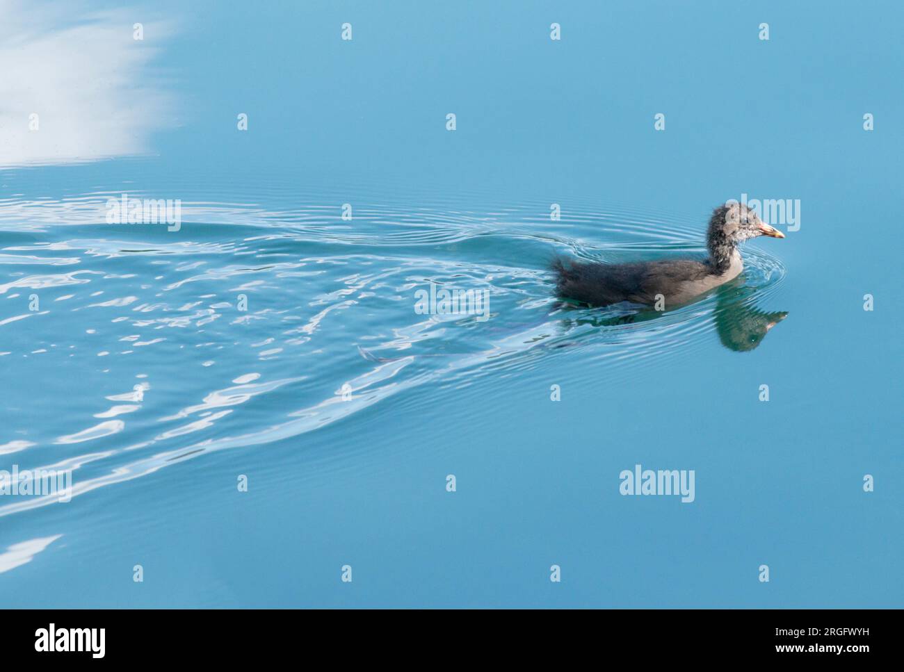 Italia, Lombardia, Trezzo sull'Adda, fiume Adda, adulti e pulcino comune Moorhen, Gallinula Chloropus Foto Stock