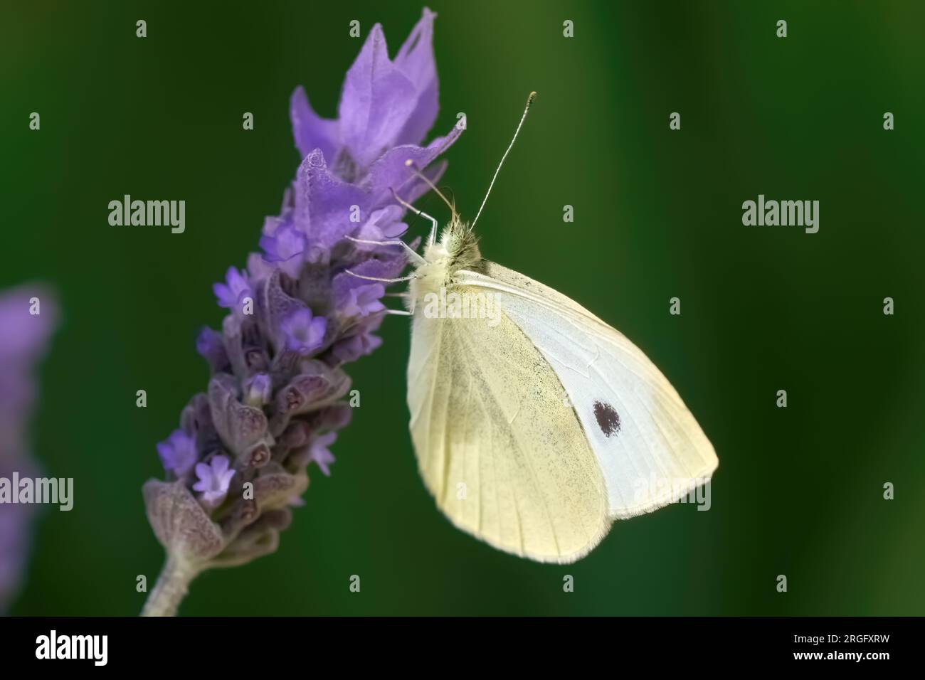 Primo piano della farfalla bianca di cavolo (Pieris rapae) su un fiore di lavanda viola Foto Stock