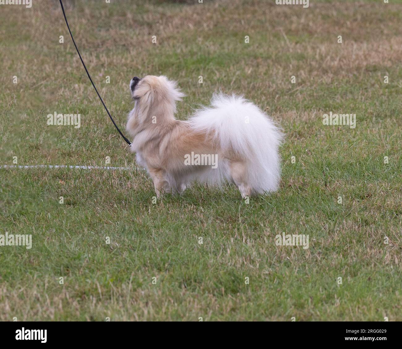 Una razza di cane spagnolo tibetano Foto Stock