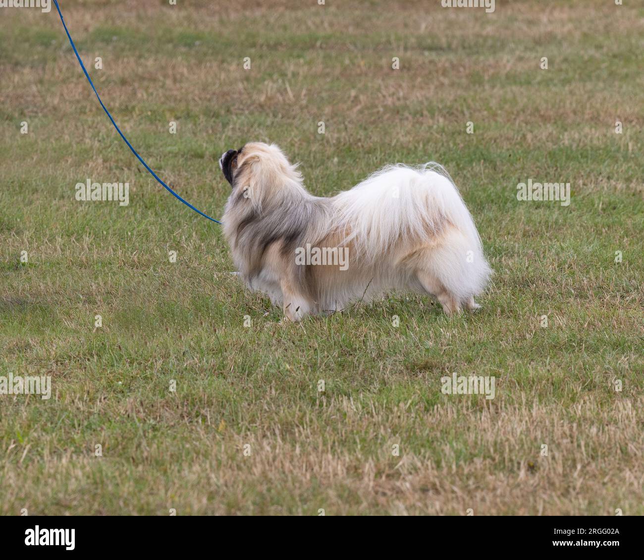 Una razza di cane spagnolo tibetano Foto Stock