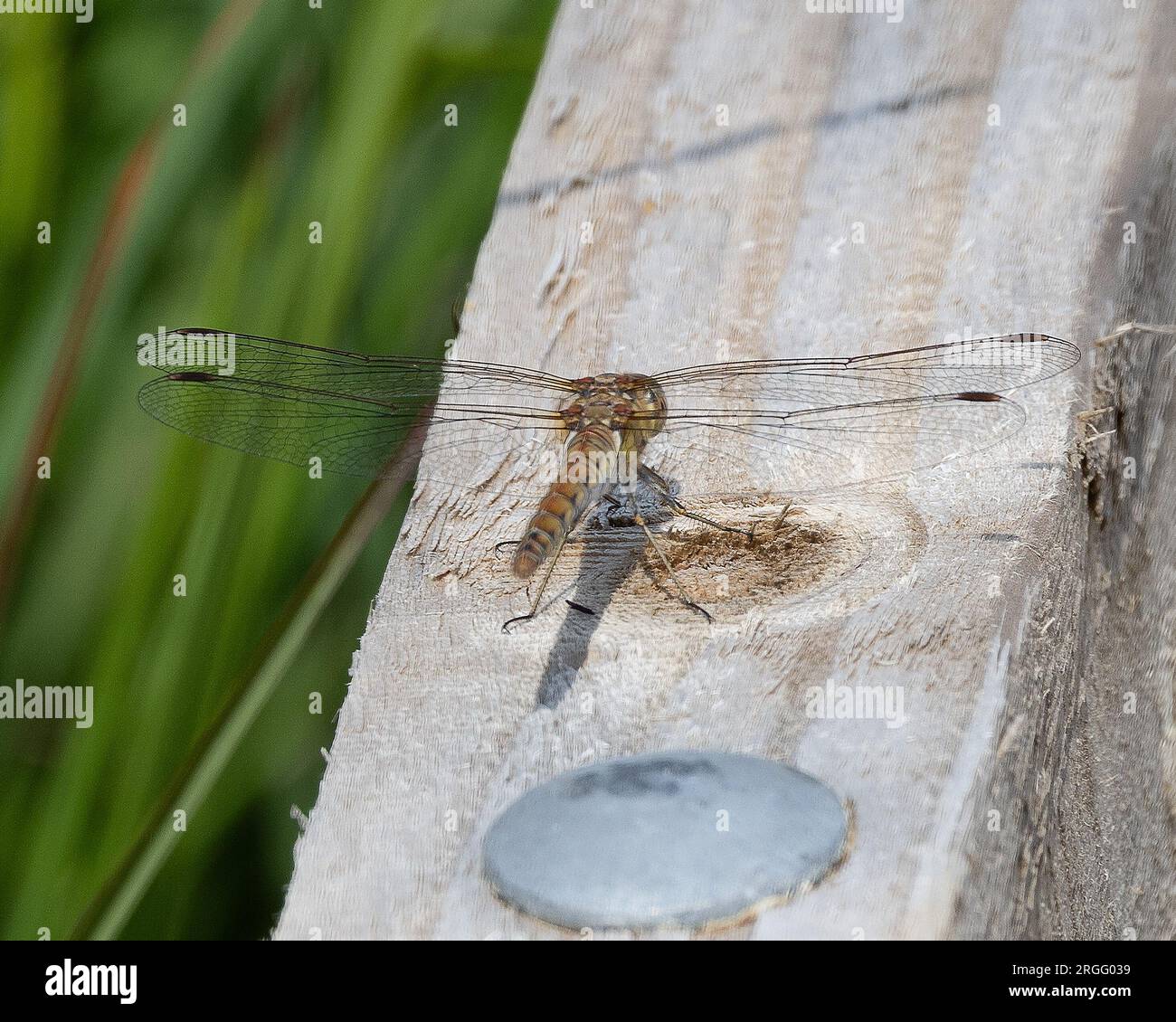 Brown Hawker libellula a riposo Foto Stock