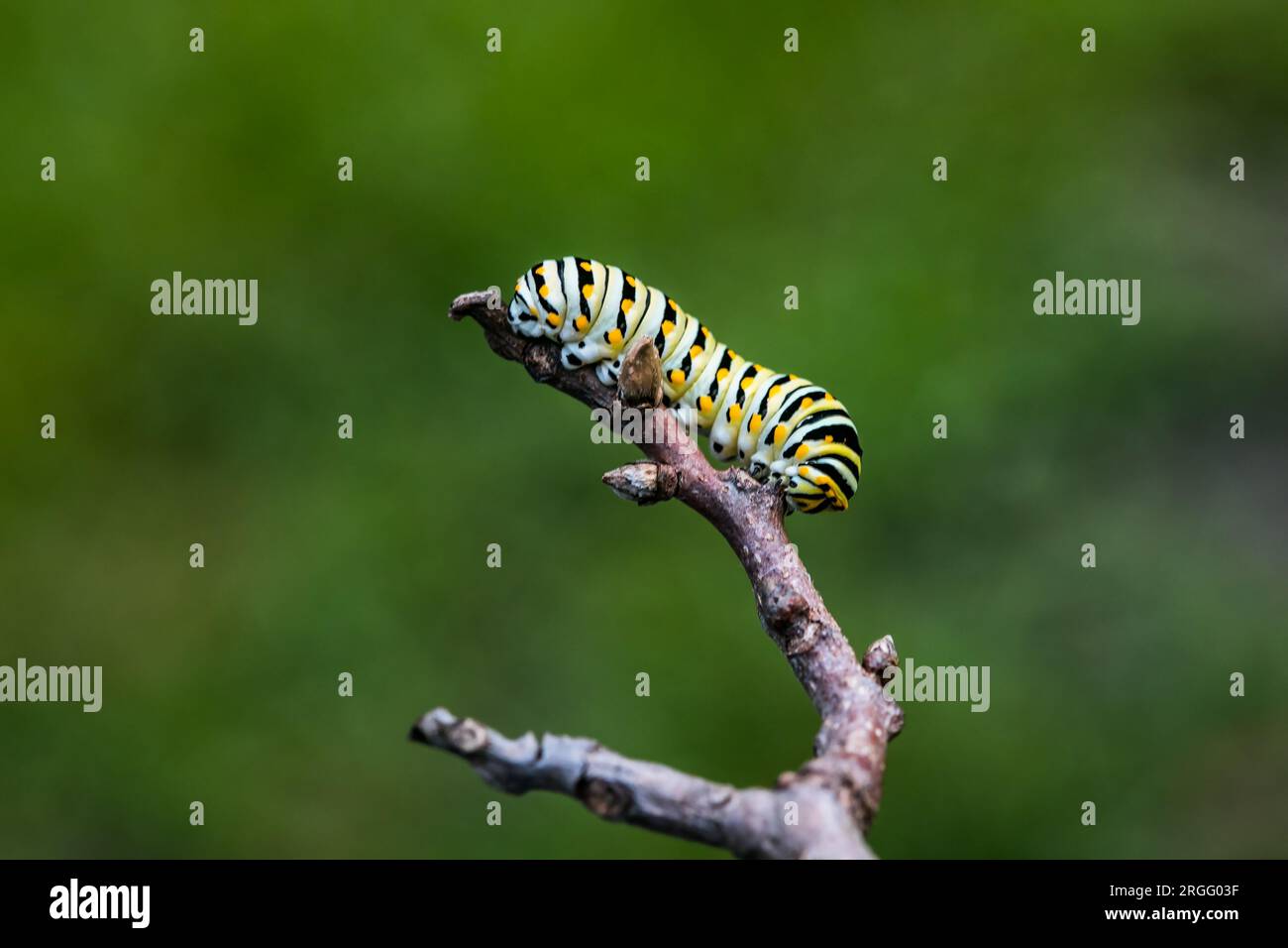 Un singolo caterPillars monarca Danaus plexippus su una pianta all'aperto in estate. Foto Stock