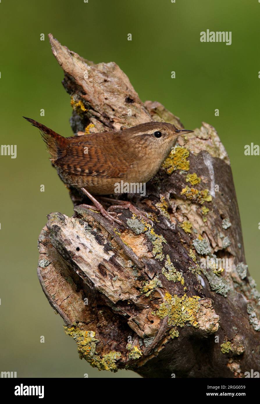 Wren eurasiatica (Troglodytes troglodytes) adulto arroccato sul ramo morto Eccles-on-Sea, Norfolk, Regno Unito. Settembre Foto Stock