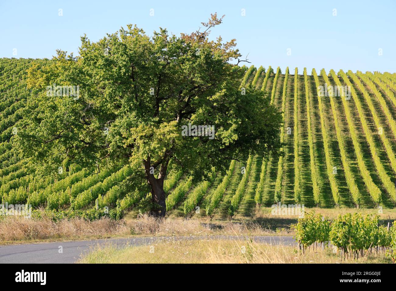 Une Route et un chêne dans les vignes et le vignoble des vins de Bordeaux. Gironde, Francia, Europa. Foto Stock