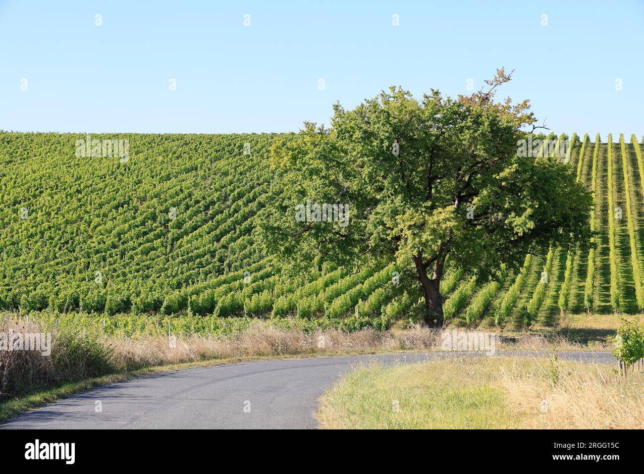 Une Route et un chêne dans les vignes et le vignoble des vins de Bordeaux. Gironde, Francia, Europa. Foto Stock