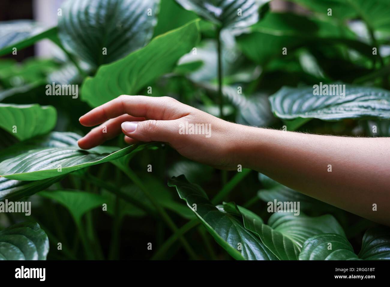 Donna che tocca foglie verdi nella foresta. Bellezza nella natura Foto Stock