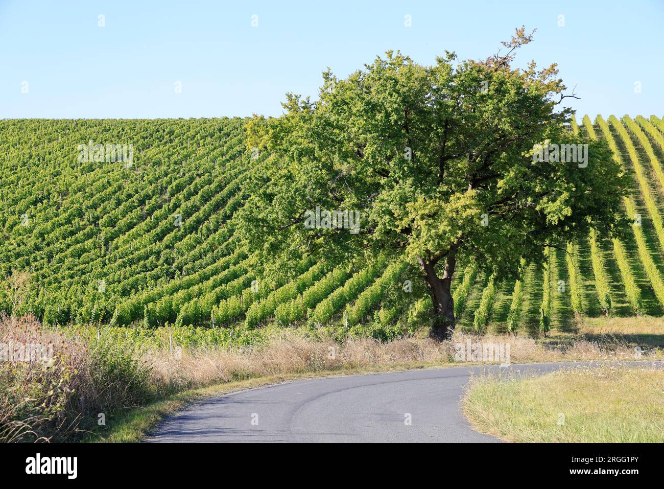 Une Route et un chêne dans les vignes et le vignoble des vins de Bordeaux. Gironde, Francia, Europa. Foto Stock
