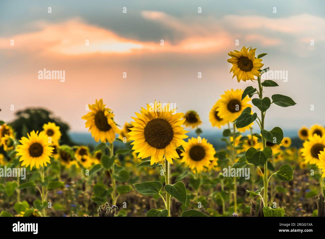 Splendido campo di girasoli fioriti al tramonto dorato Foto Stock