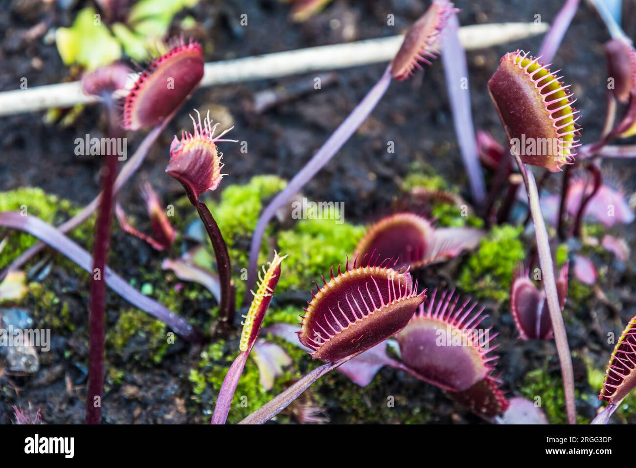 Pianta carnivora Dionaea Muscipula in una pentola nel giardino Foto Stock