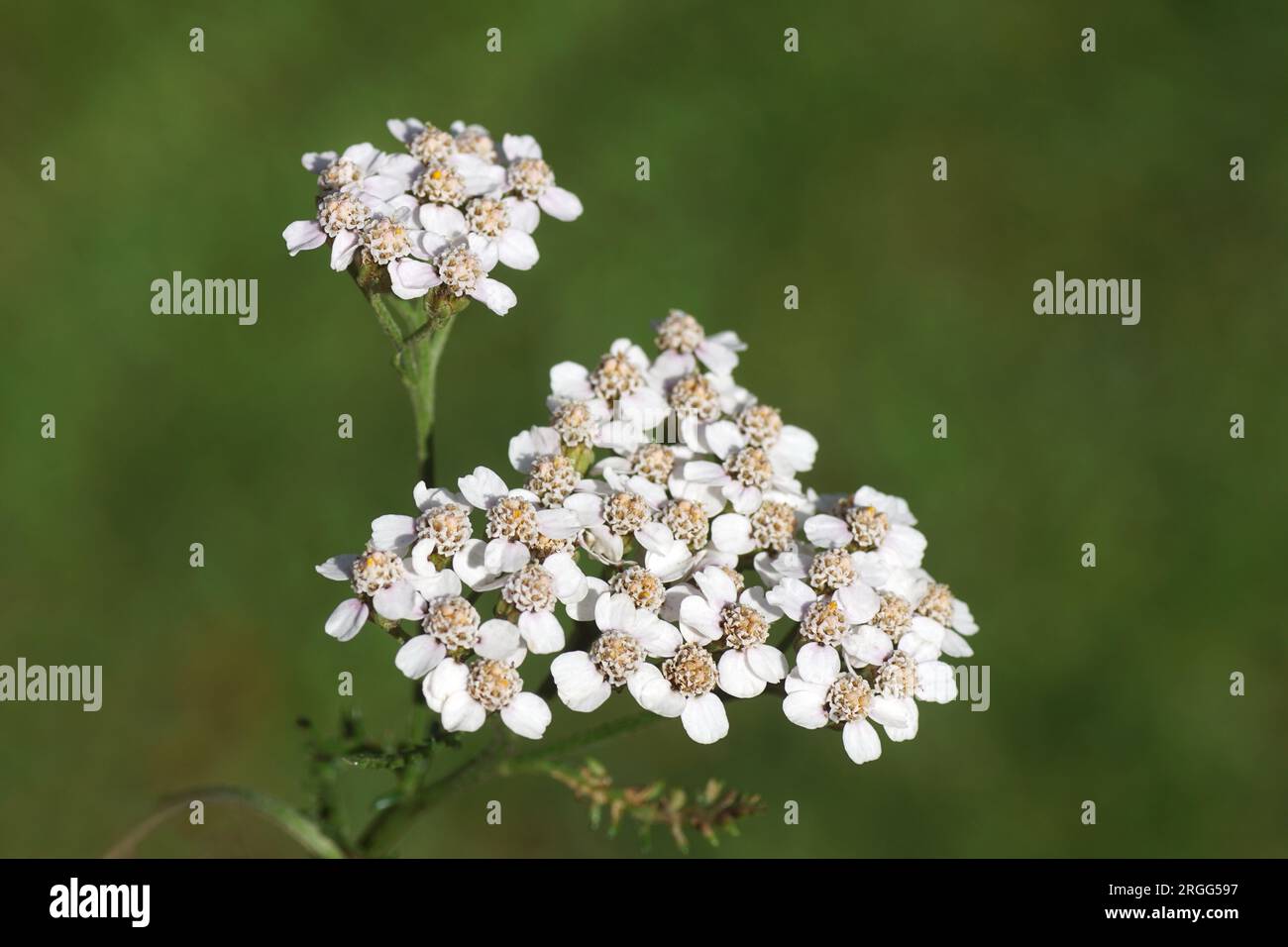 Primo piano fiori bianchi di comune yarrow (Achillea millefolium, famiglia Asteraceae. Giardino olandese, Paesi Bassi, estate, agosto. Foto Stock
