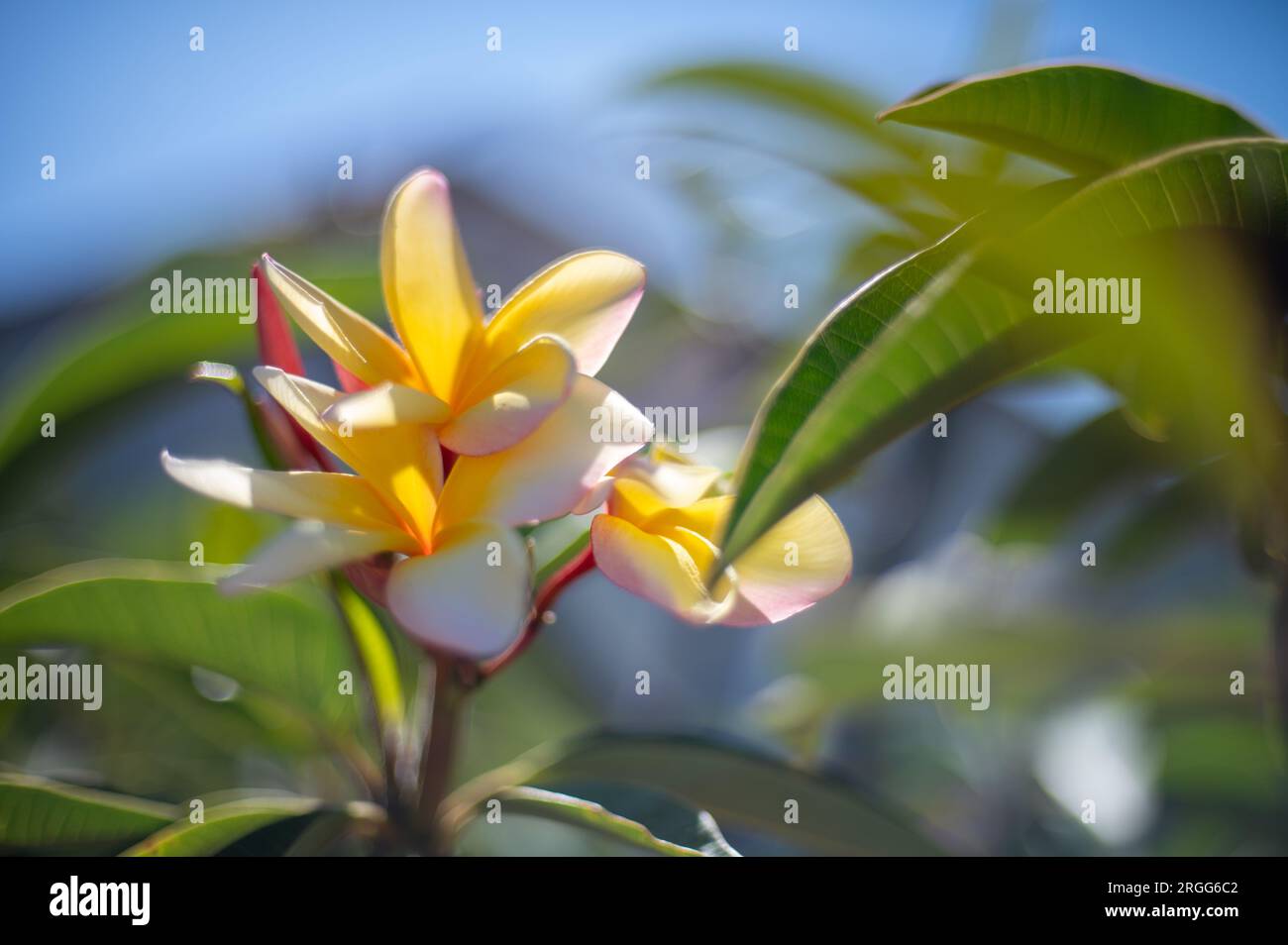 Primo piano di un fiore di rosa Foto Stock
