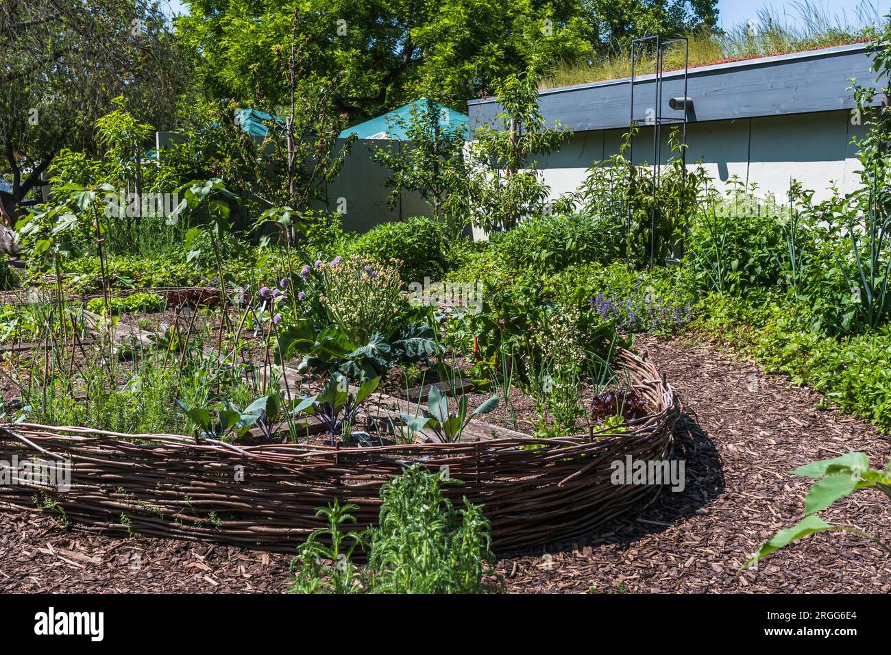 Giardino naturale con recinzione di salice come bordo per i letti Foto Stock